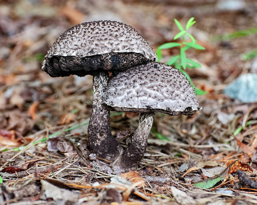 Two Old man in the woods Mushrooms Photograph by Flees Photos