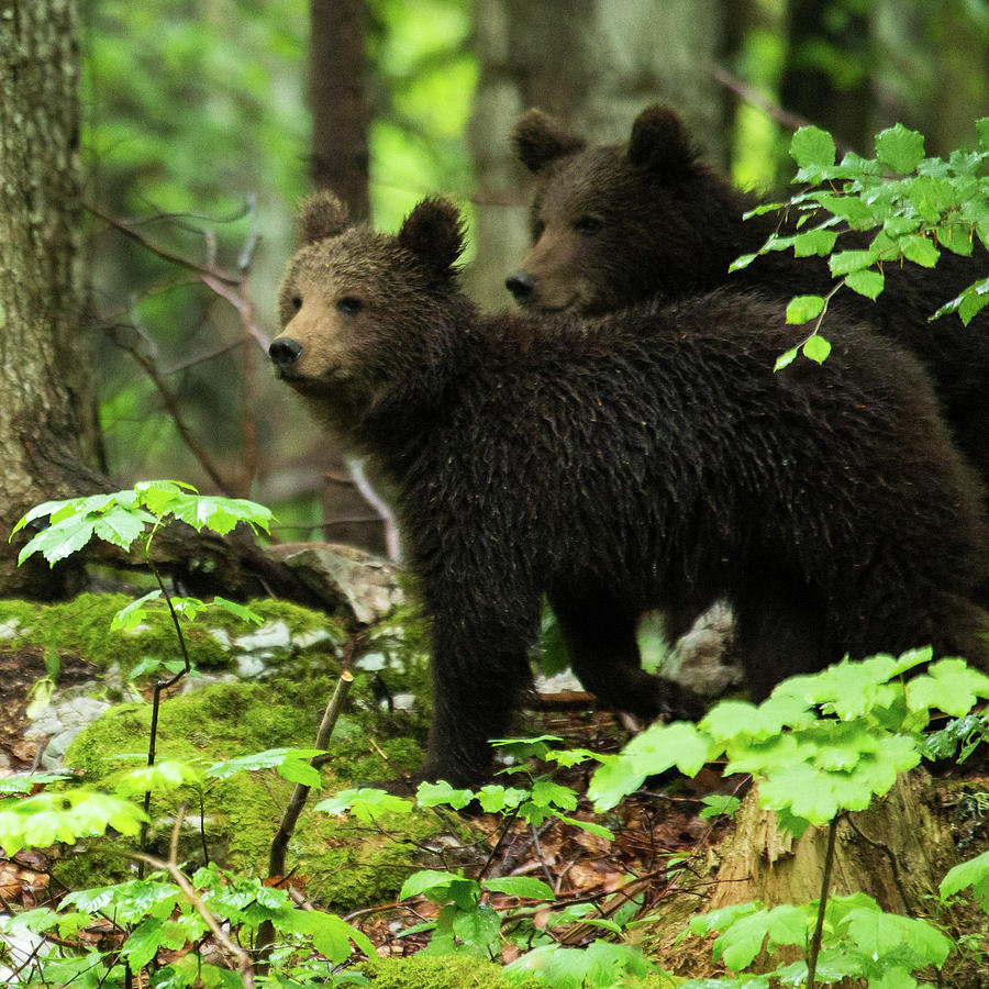 Two one year old Brown Bear in Slovenia Photograph by Ian Middleton