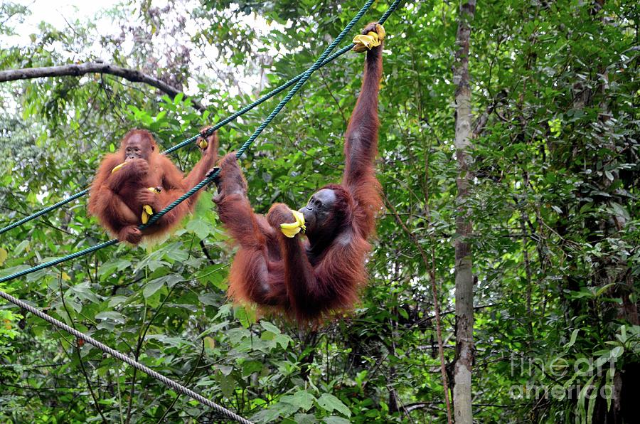 Two orang utan monkey apes on ropes with bananas at nature reserve Kuching Sarawak Malaysia Photograph by Imran Ahmed