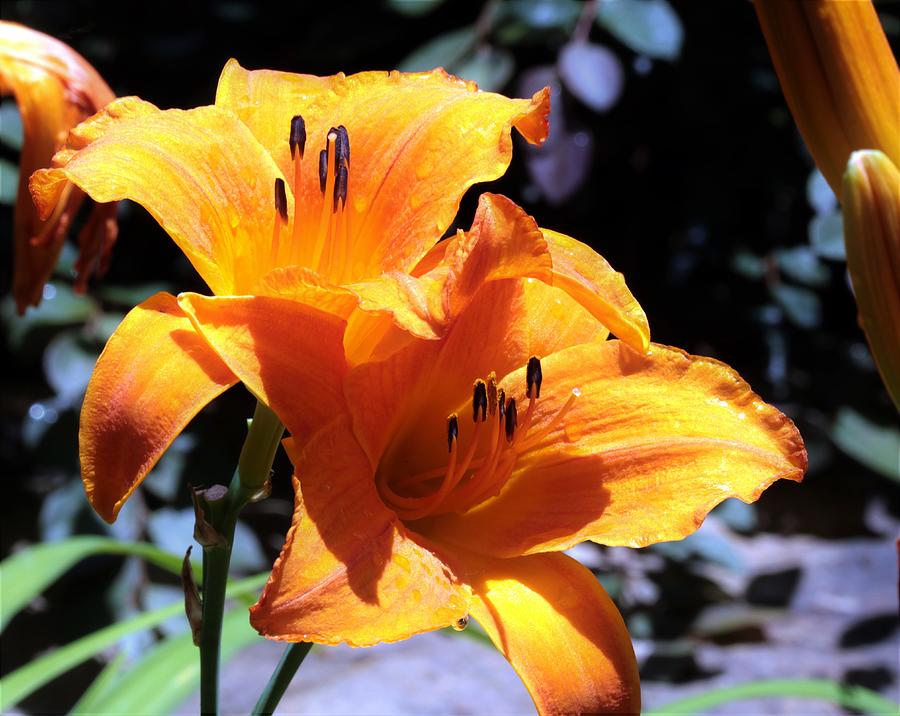 Two Orange Day Lilies Close-up Photograph by Sheila Brown