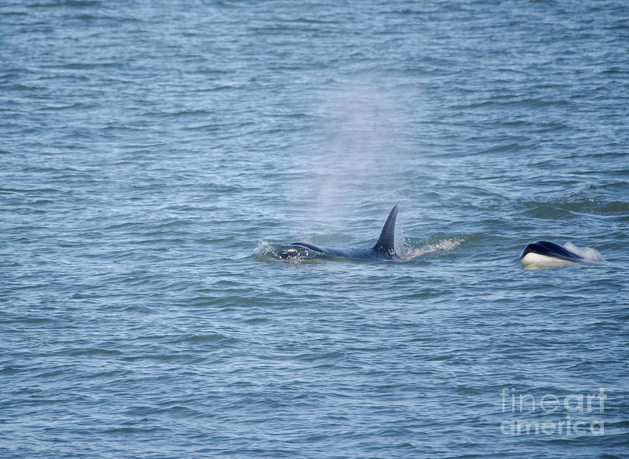 Two orcas on the surface  Photograph by Jeff Swan