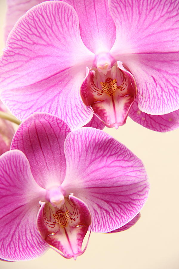 Two Orchids Photograph by Masha Batkova