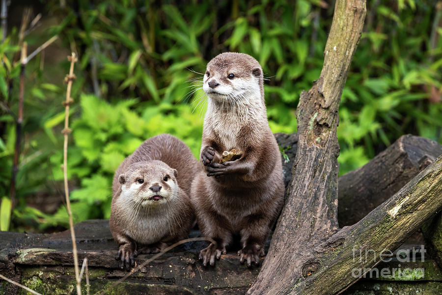Two Oriental small-clawed otters Photograph by Jane Rix