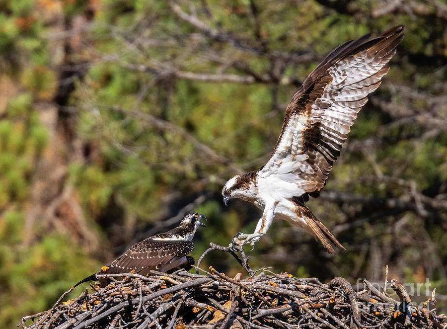 Two Osprey in Eleven Mile Canyon Colorado Photograph by Steven Krull
