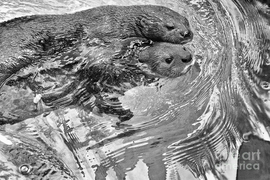 Two Otters Swimming Photograph by Ruth Jolly