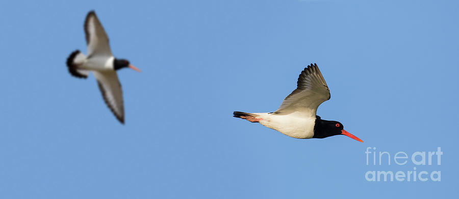 Two Oystercatcher in Flight Photograph by Arterra Picture Library
