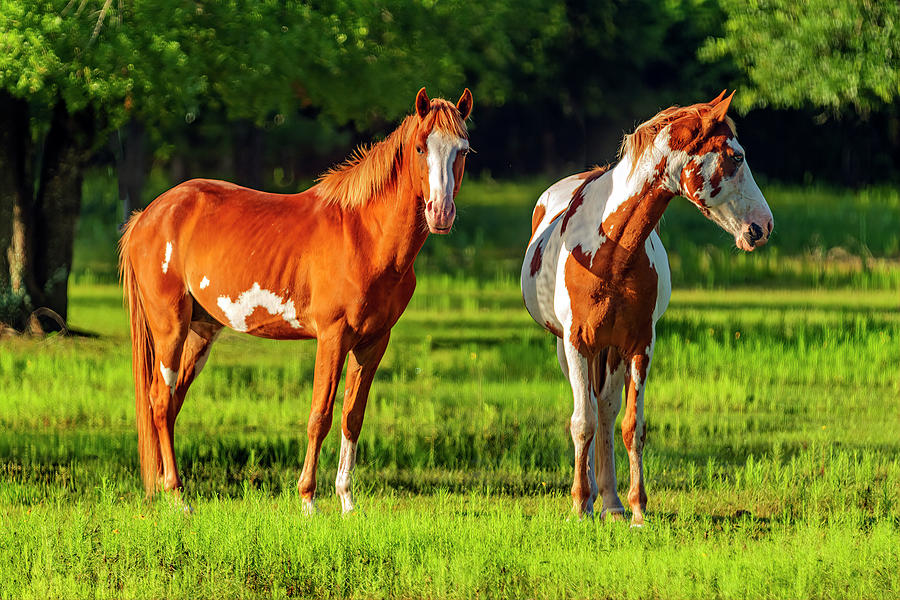 Two Paint Horses-005-C Photograph by David Allen Pierson