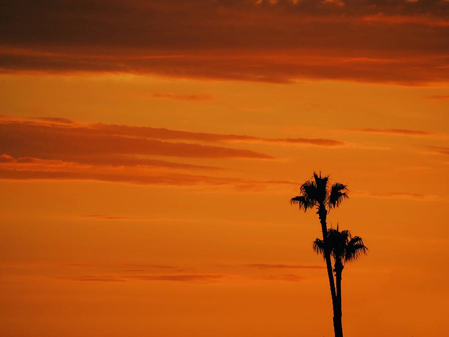 Two Palm Sunset Photograph by Denise Benson