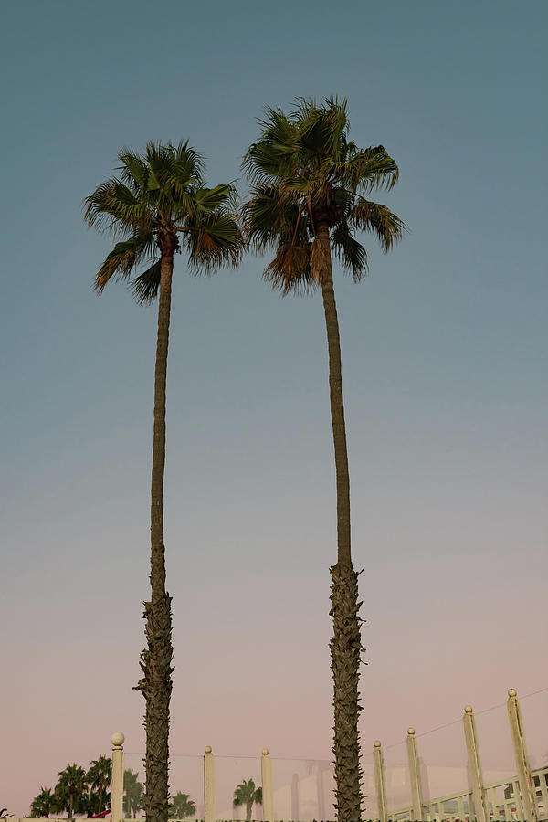 Two Palm Trees at Sunset Photograph by Liz Albro