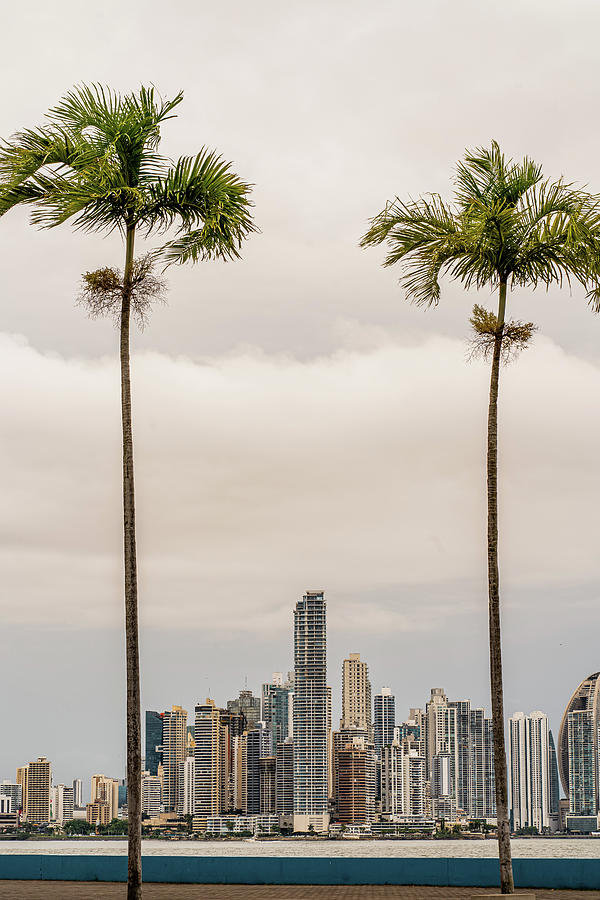 Two Palm Trees Photograph by Iris Greenwell
