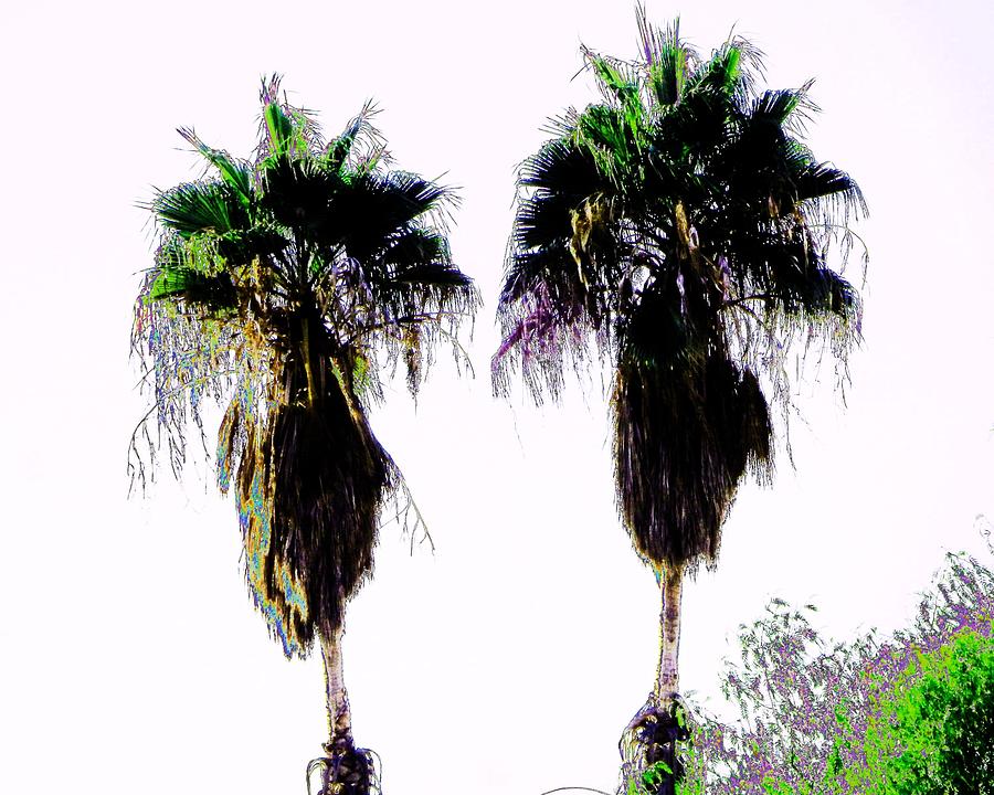 Two Palms Photograph by Andrew Lawrence