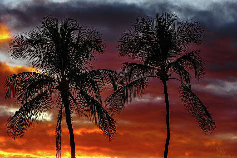 Hawaii Photograph - Two Palms at Dusk by John Bauer