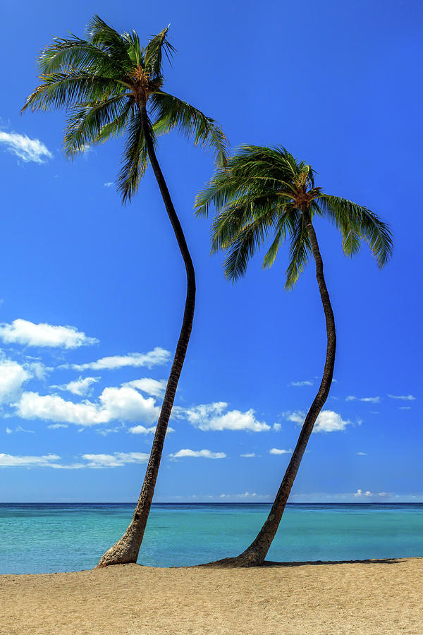Two Palms In Hawaii Photograph by James Eddy