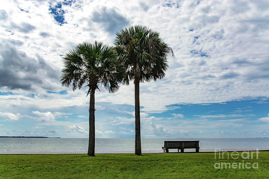 Two Palms on Pensacola Bay Photograph by Beachtown Views