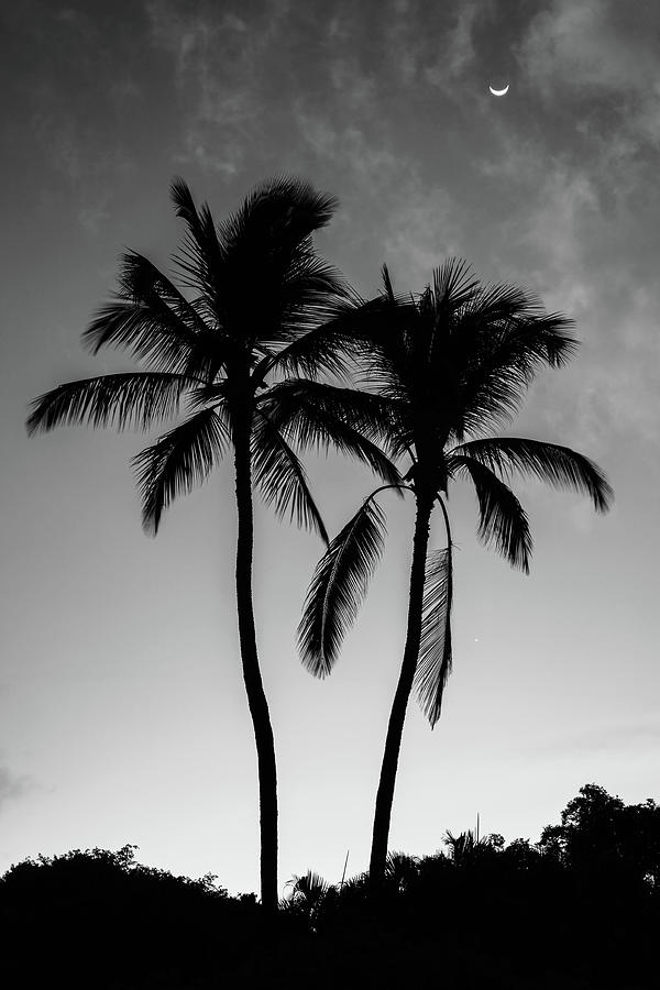Two Palms Sunrise in Black and White Photograph by Pierre Leclerc Photography