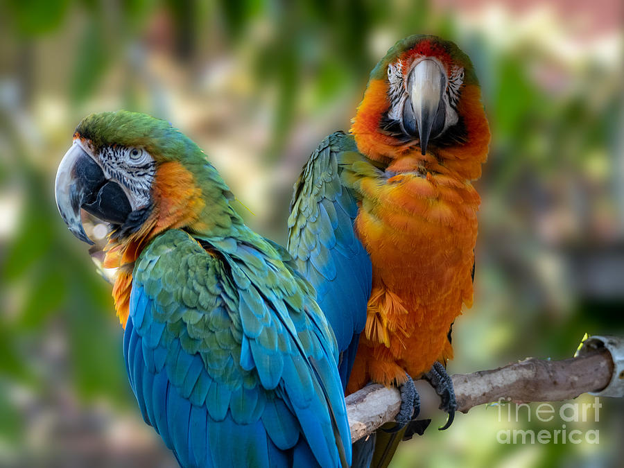 Two Parrots on a Perch Photograph by L Bosco