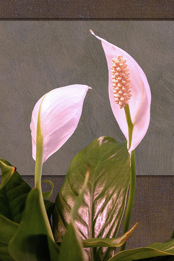 Two Peace Lily Flower Blooms Photograph by Tom Mc Nemar