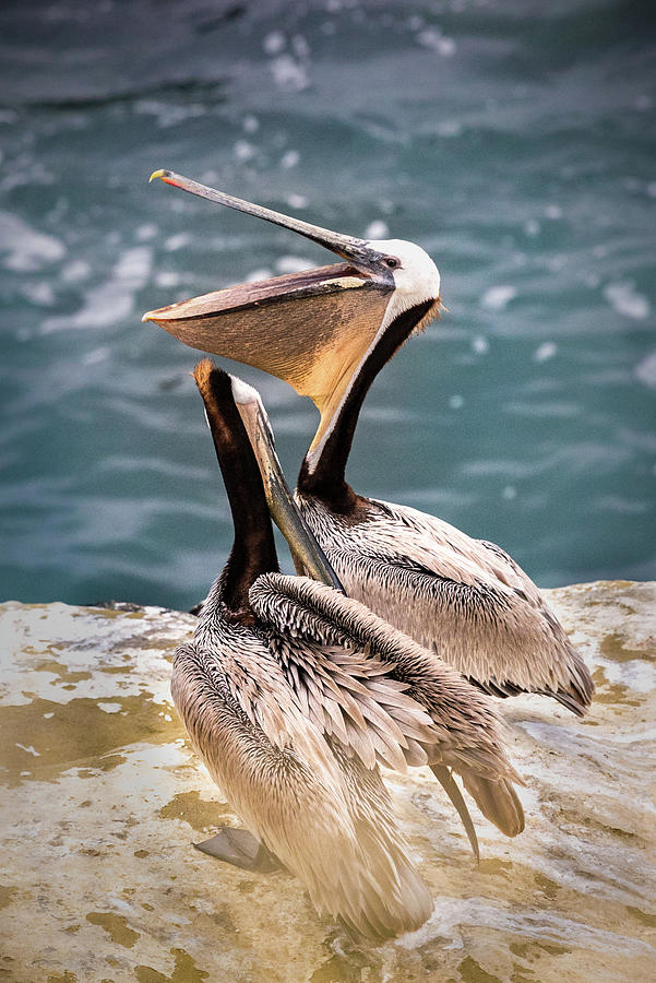 Two Pelicans Close Up Photograph