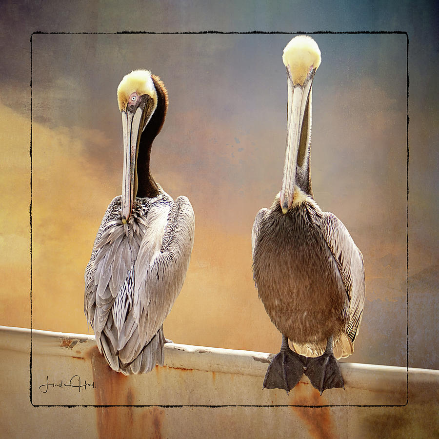 Bird Digital Art - Two Pelicans by Linda Lee Hall