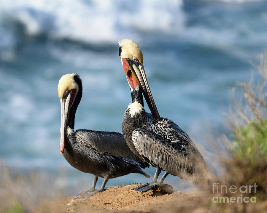 Two Pelicians in La Jolla   Photograph by Abigail Diane Photography