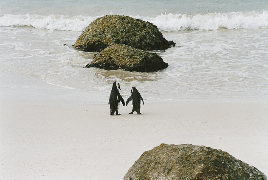 Two Penguins Walking Towards the Water on a Beach Photograph by VL Varia