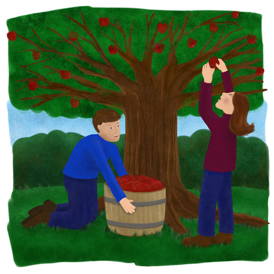 Two people picking apples from the tree Drawing by Laura Bolter