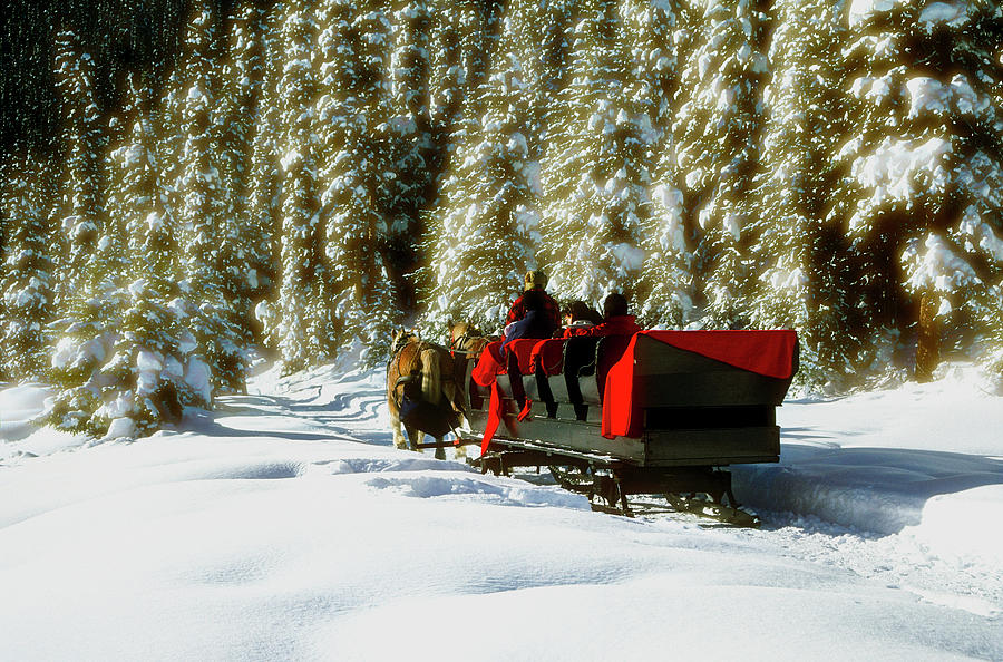 Two people riding sleigh pulled by horses near evergreen forest in winter Photograph by Panoramic Images
