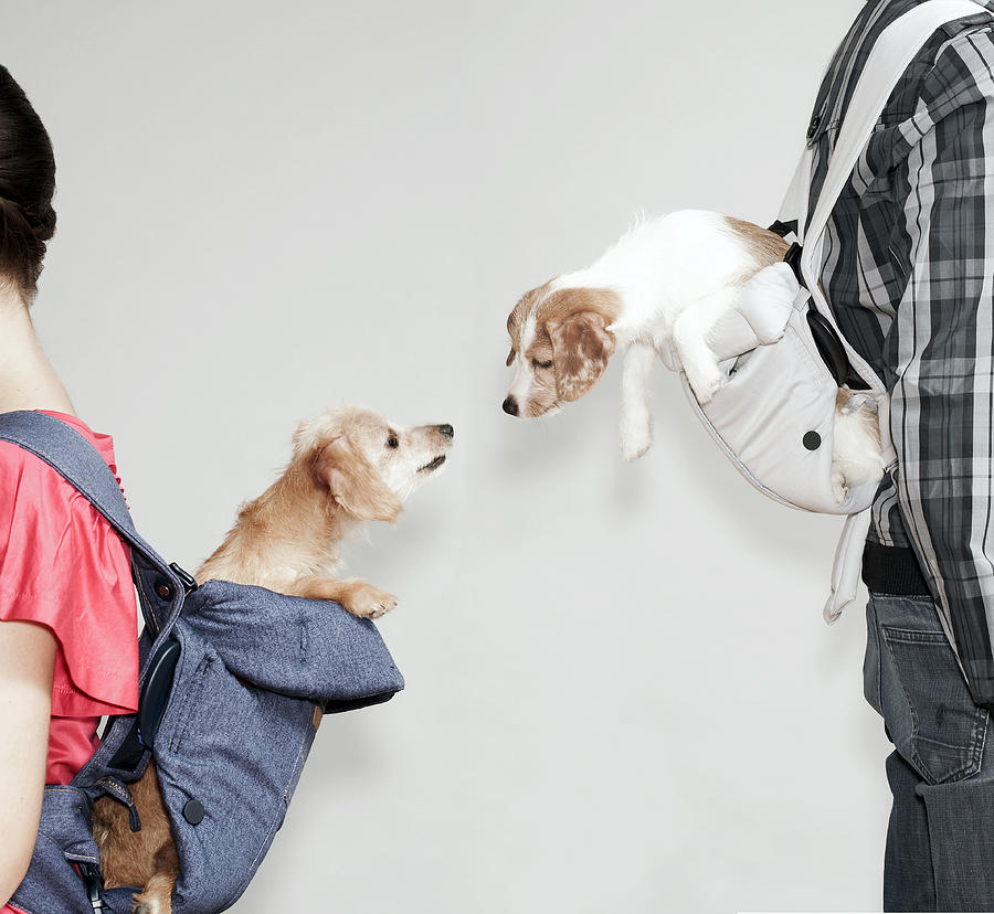 Two people with dogs in baby slings, side view, studio shot Photograph by Rainer Elstermann