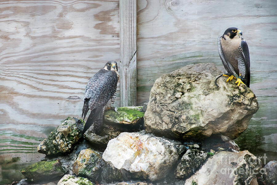Two Peregrine Falcons Photograph by Felix Lai