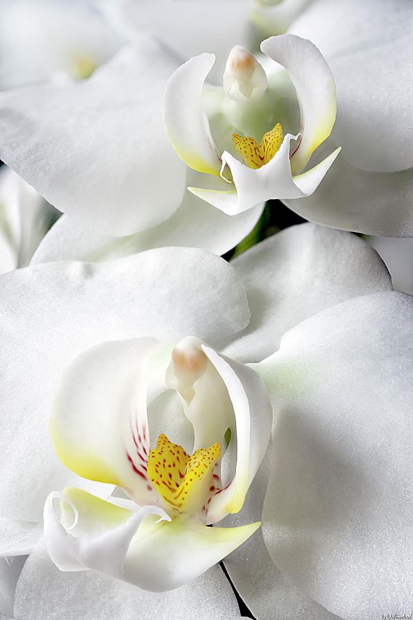 Two Phalaenopsis 01 Photograph by Weston Westmoreland
