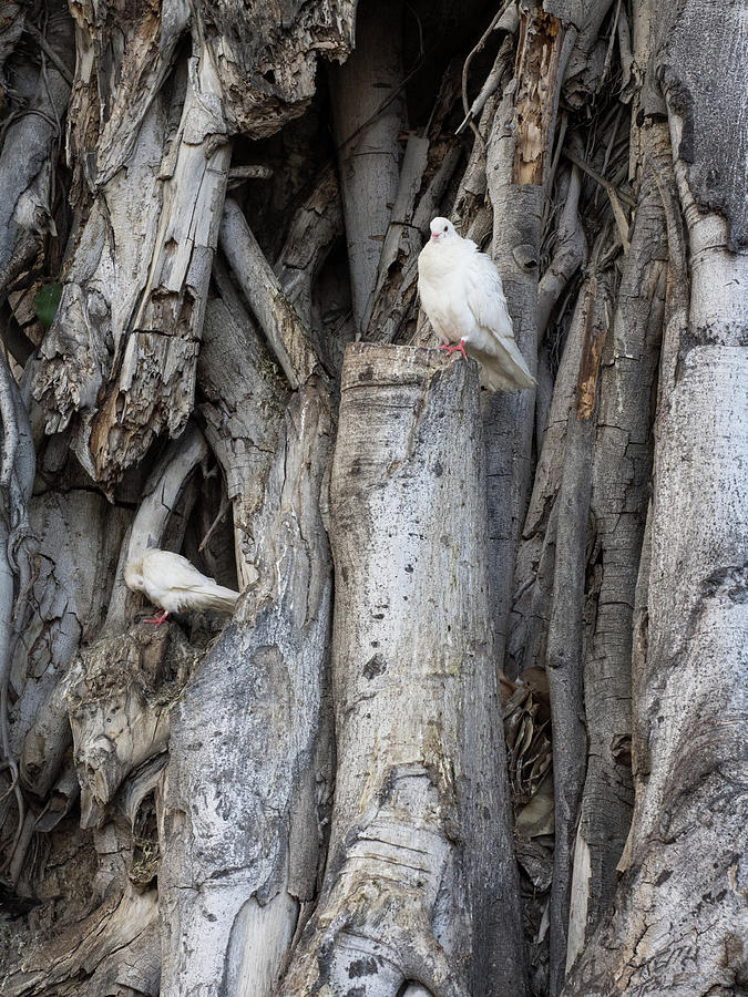 Two Pigeons in a Banyan Tree Photograph by James C Richardson