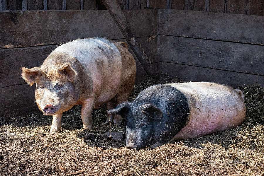 Two Pigs Photograph by Lorraine Cosgrove