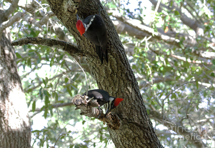 Two Pileated Woodpeckers, Rare Sight Photograph by Felix Lai
