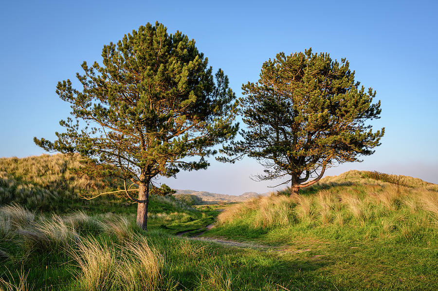 Two Pine Trees In Bamburgh Sand Dunes Photograph