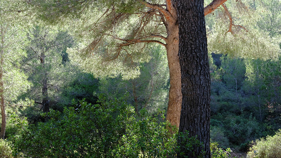 Two Pine Trees Receiving Light by August Timmermans Two Pine Trees Receiving Light by August Timmermans