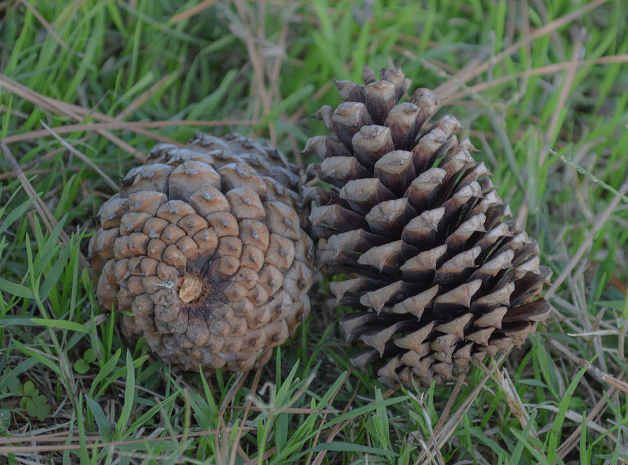 Pine Cones, 2 of