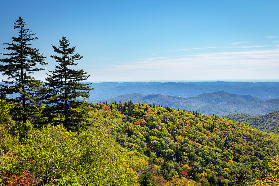 Two Pines And The Blue Ridge Mountains In Autumn Photograph