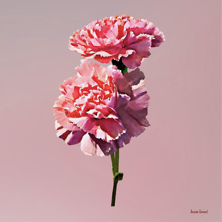 Two Pink Carnations Photograph by Susan Savad