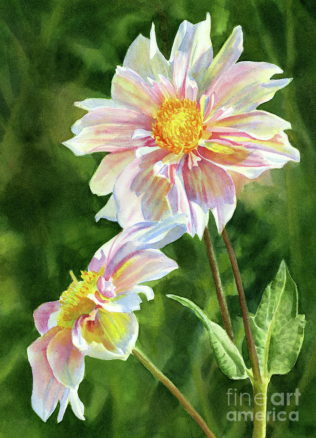Two Pink Dahlia Blossoms with Dark Background Painting by Sharon Freeman