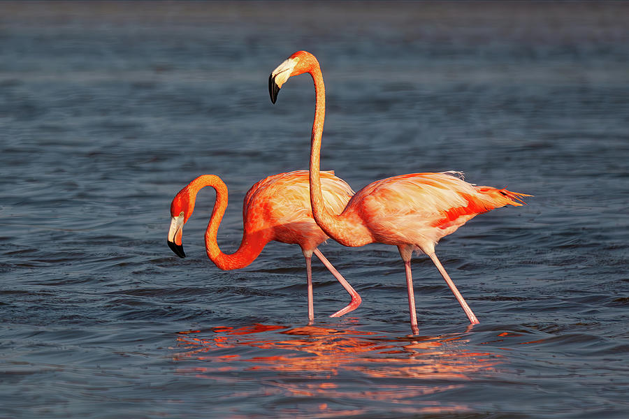 Two Pink Flamingos Photograph by Tatiana Travelways