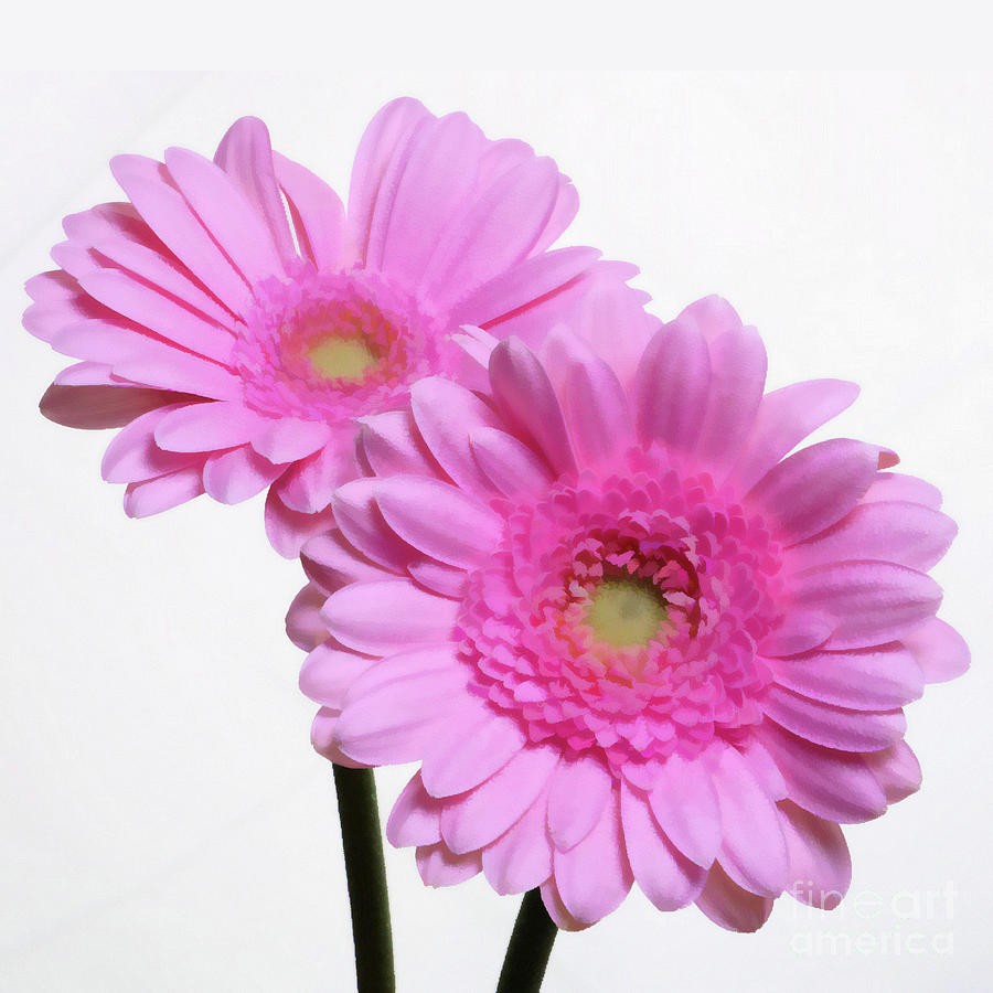 Hoodies Photograph - Two Pink gerberas bouquet by David Rankin