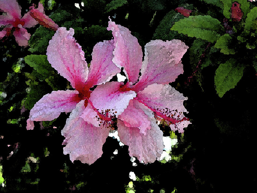 Two Pink Hibiscus Flowers Photograph by Corinne Carroll