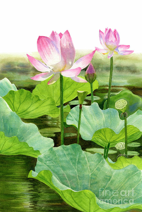 Two Pink Lotus Blossoms with Bud Painting by Sharon Freeman