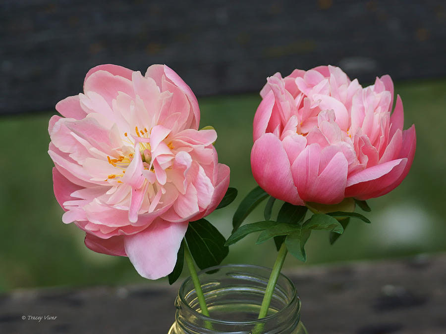 Two Pink Peonies in a Glass Jar Photograph by Tracey Vivar