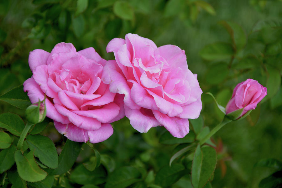 Two Pink Roses and Buds Mixed Media by Isabela and Skender Cocoli - Pixels