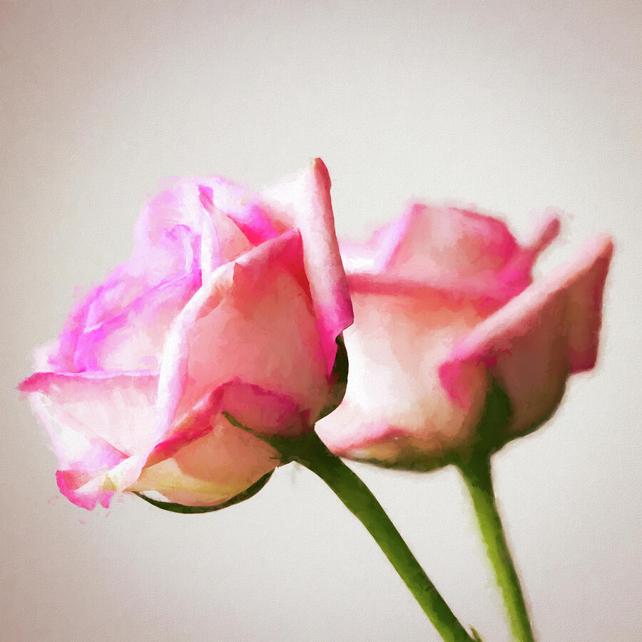Two Pink Roses Photograph by Tanya C Smith