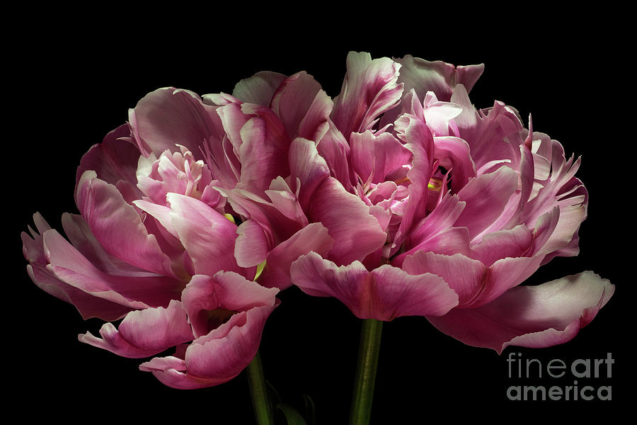 Two Pink Tulips Photograph by Ann Garrett
