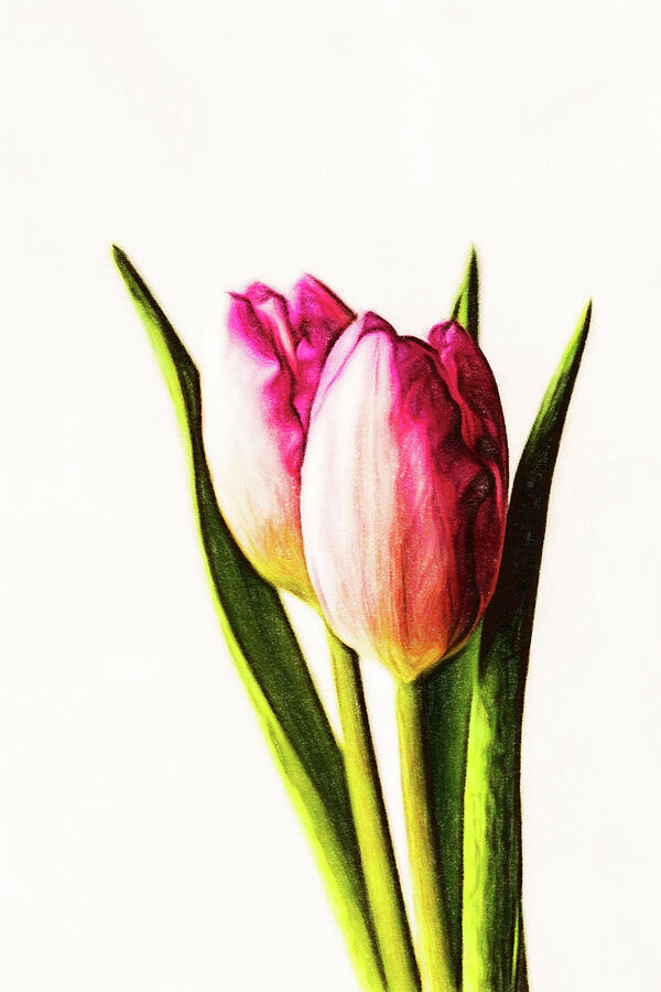 Two Pink Tulips Painterly Mixed Media by Tanya C Smith