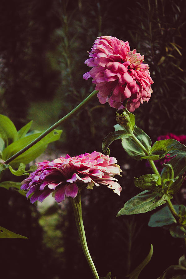 Two Pink Zinnias in Front of Rosemary  Photograph by W Craig Photography