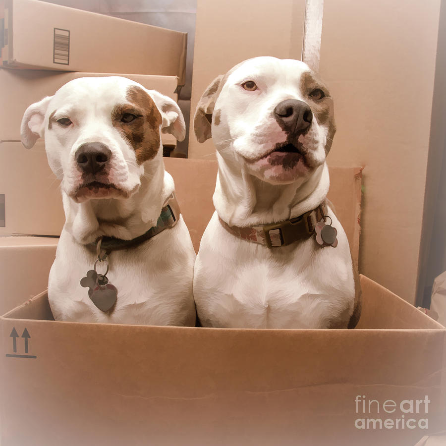 Two Pittie Pups In A Cardboard Box Looking At The Camera Photograph